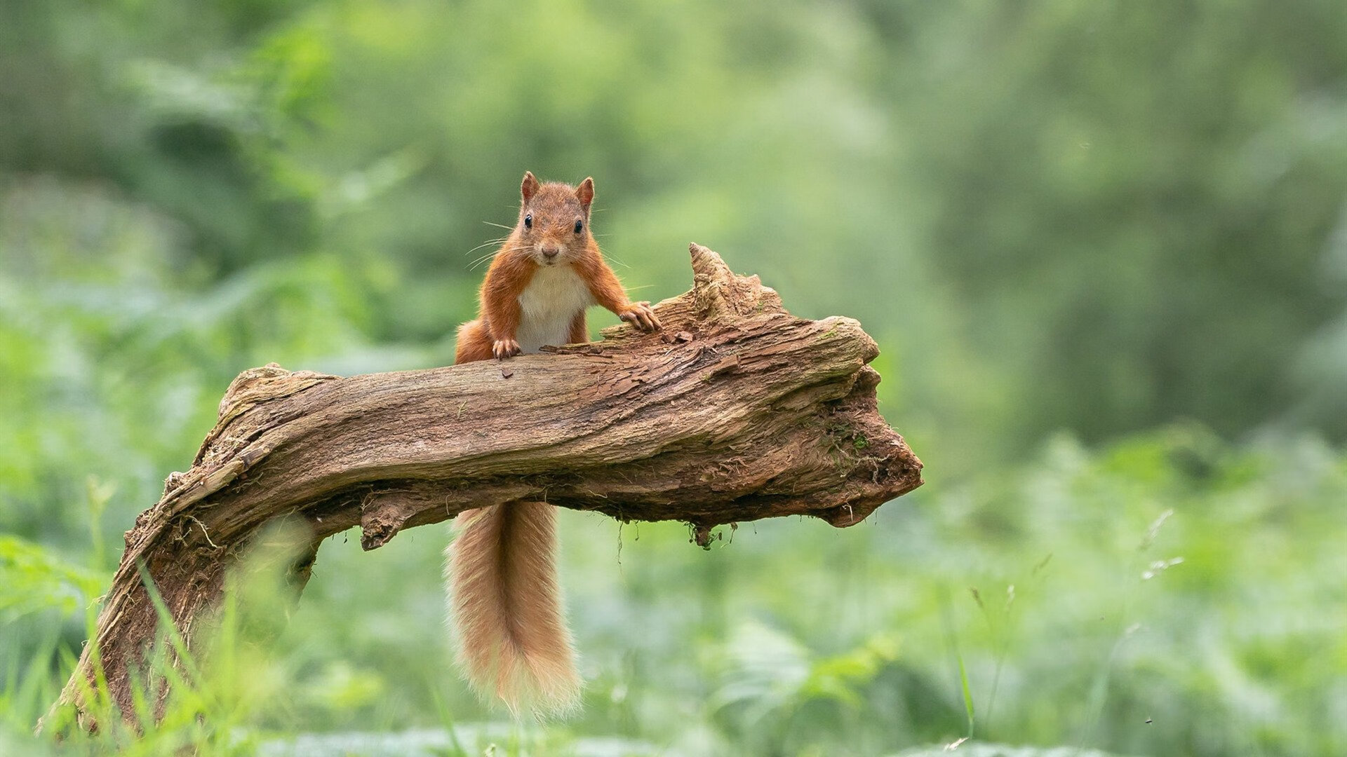 九游体育网页版-中小学体育课教学反馈机制优化路径研究,中小学体育课存在哪些问题